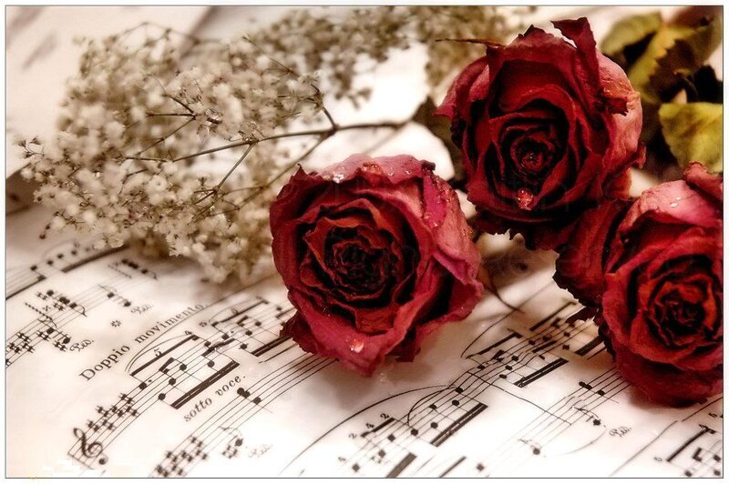 Dried Roses on Sheet Music — Red