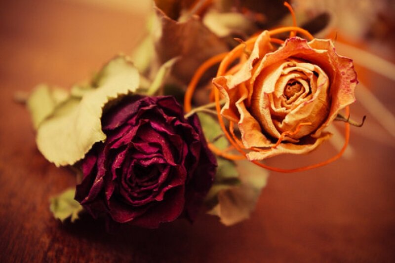 Dried Roses on Wood