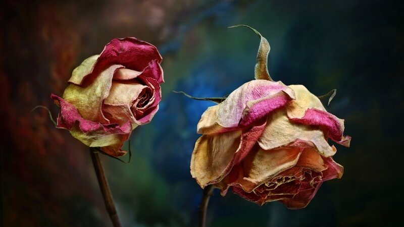Dried Roses