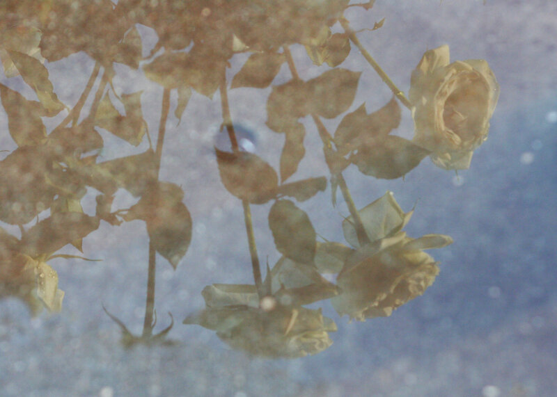 Dried Roses Underwater