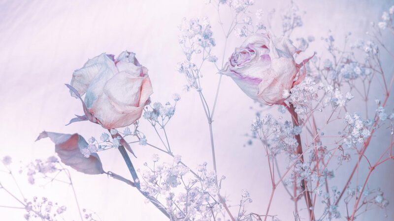 Dried Roses with Baby's Breath — Pink