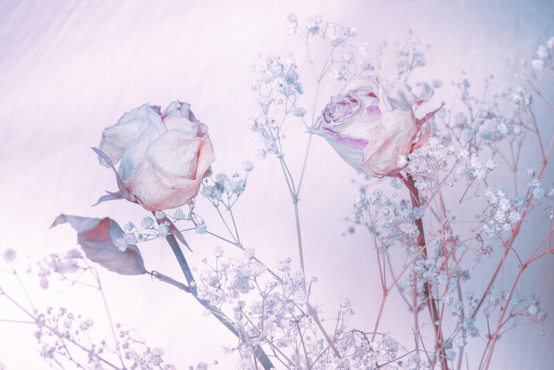 Dried Roses with Baby's Breath