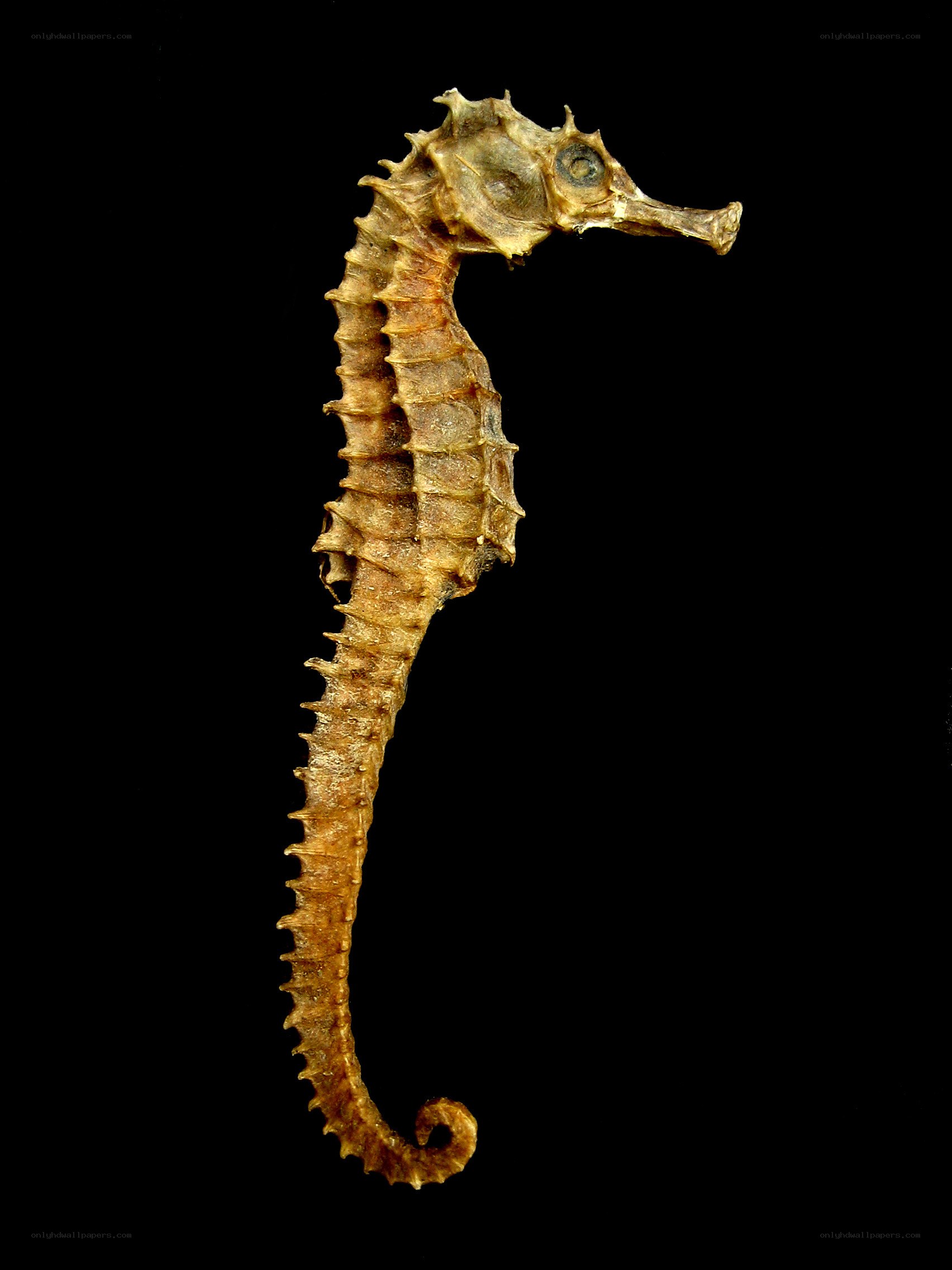 Dried seahorse specimen