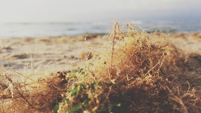 Dried Seaweed on Beach