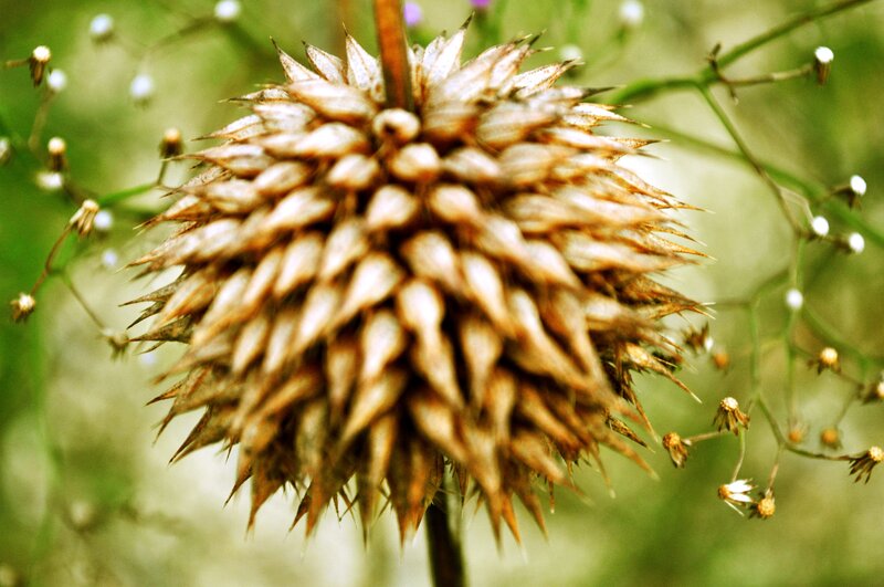 dried seed head in nature