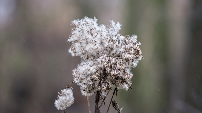 Dried Seed Head in Snow