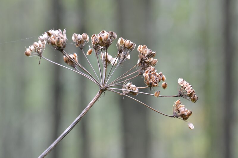 dried seed head of a plant