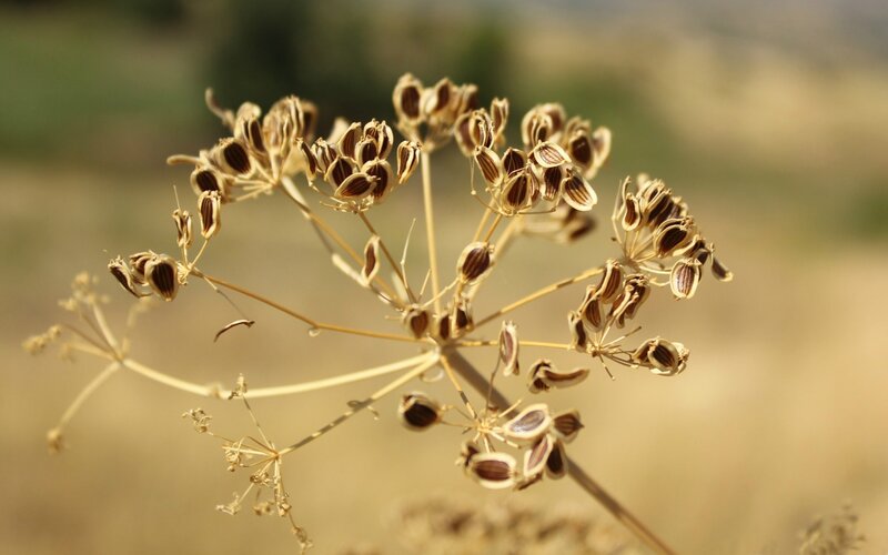 dried seed head of a plant