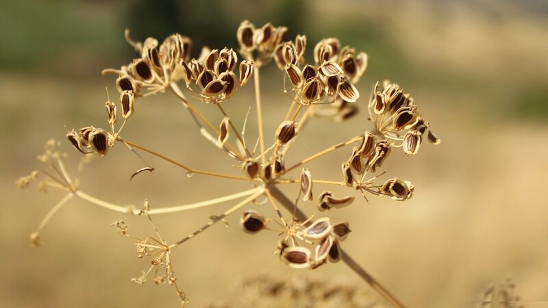 dried seed head of a plant
