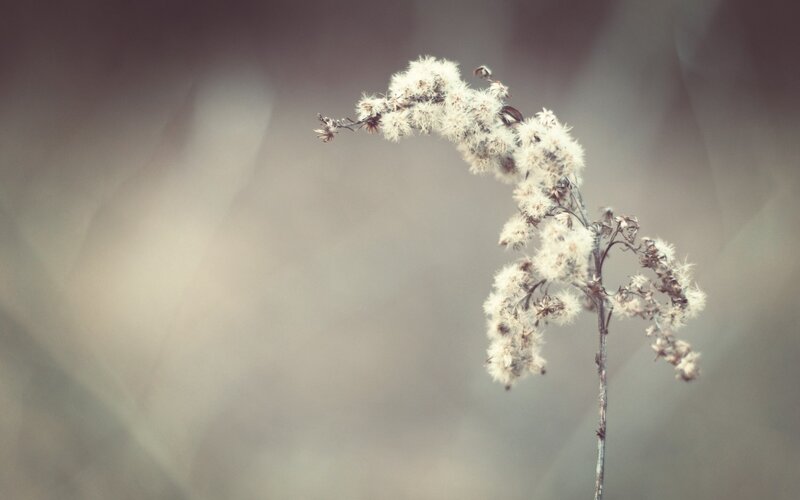 Dried Seed Head Plant