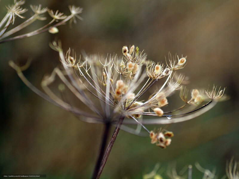 Dried Seed Head