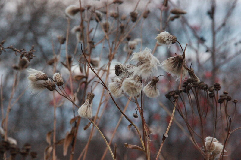 Dried Seed Heads — Brown