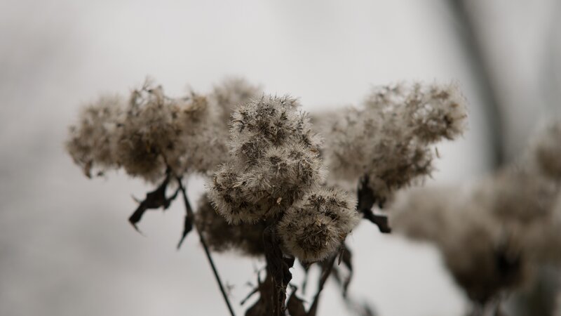 Dried Seed Heads — Gray