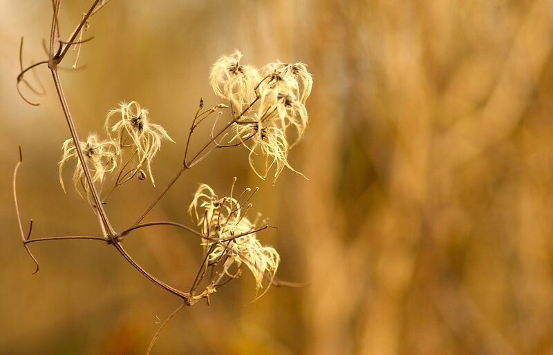 Dried seed heads in autumn light