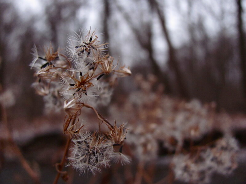 Dried seed heads in autumn