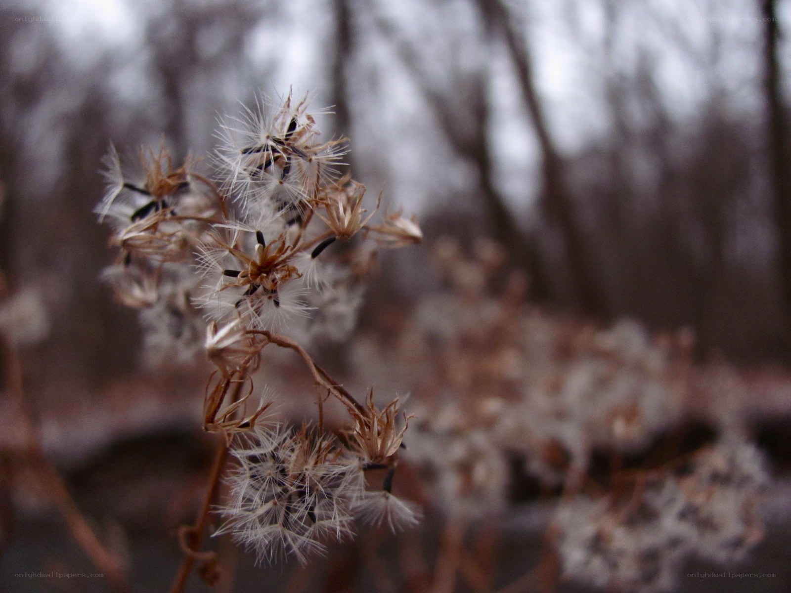 Dried seed heads in autumn