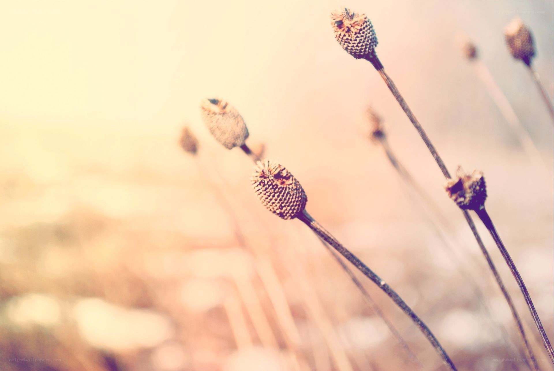 dried seed heads in soft light