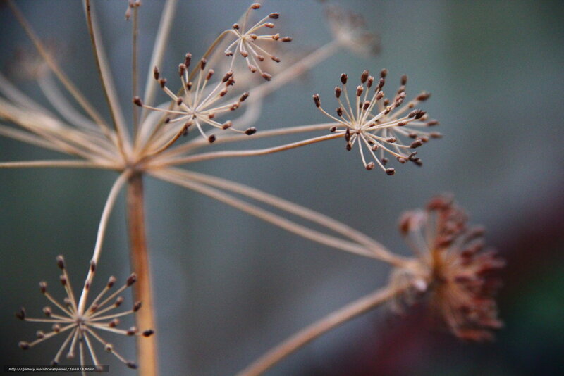Dried Seed Heads