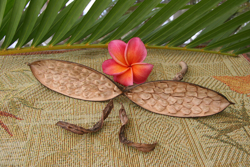 Dried Seed Pod and Flower
