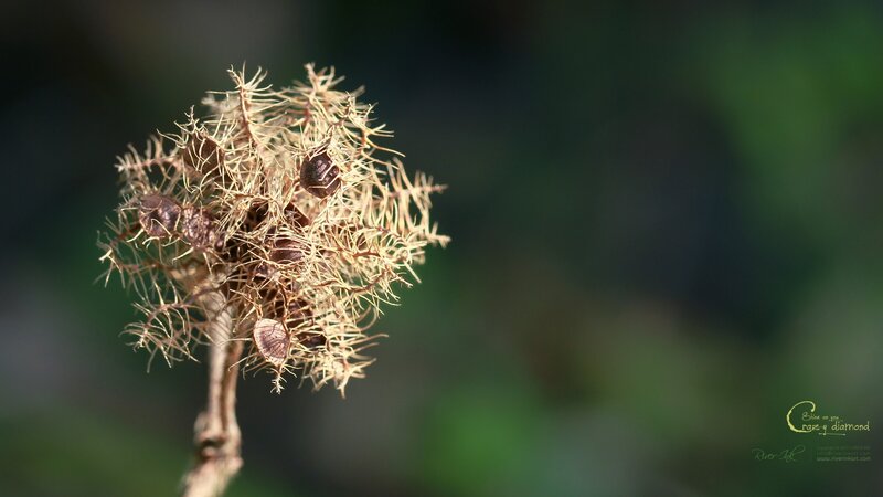 Dried Seed Pod — Brown, Natural