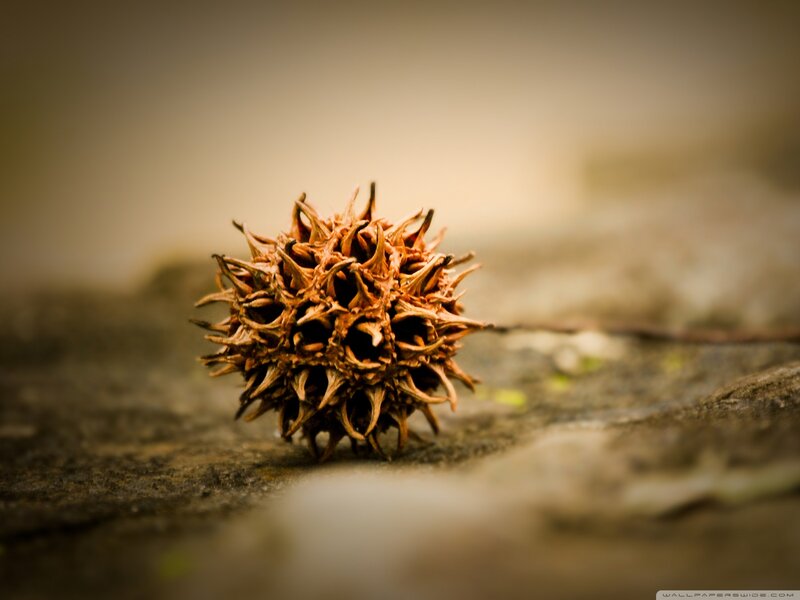 Dried Seed Pod — Brown