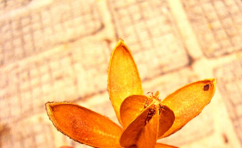 dried seed pod on brick