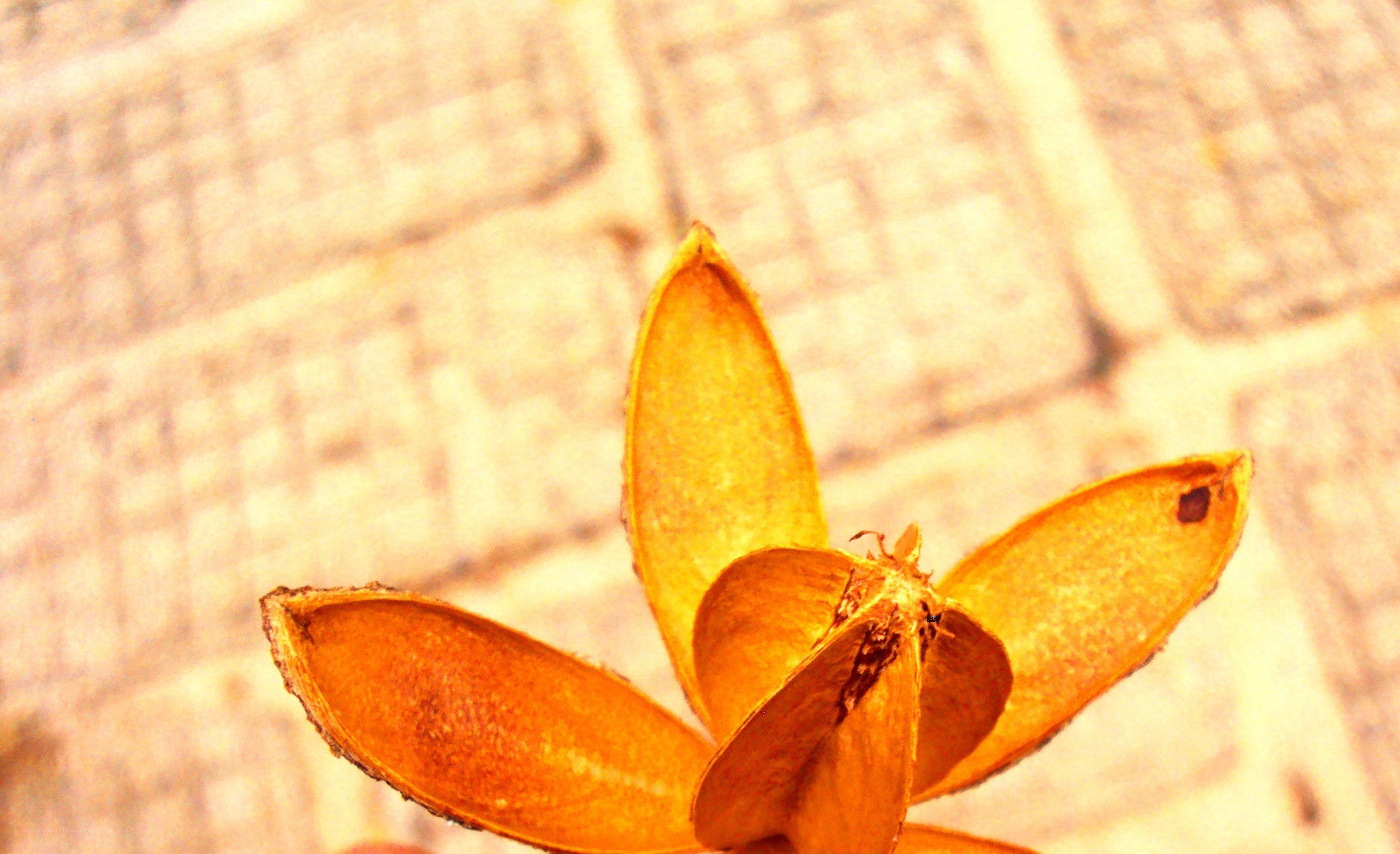 dried seed pod on brick