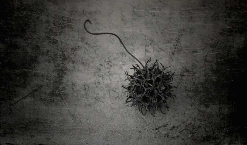 dried seed pod on textured surface