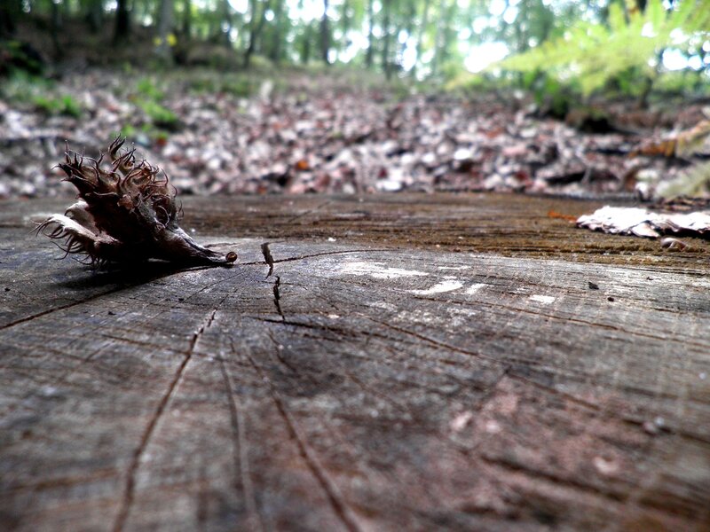 Dried Seed Pod on Wood — Brown