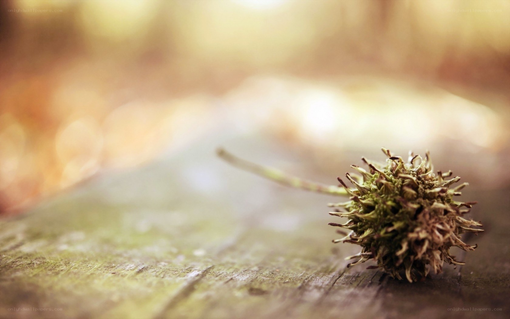 dried seed pod on wood