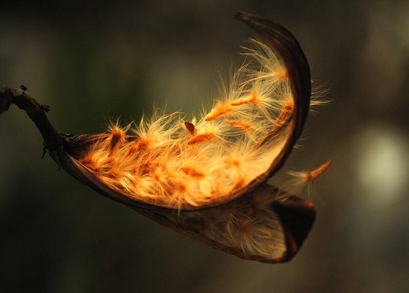 Dried Seed Pod