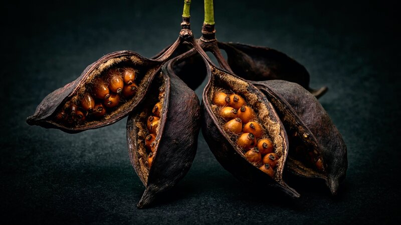 Dried Seed Pods — Black, Dramatic