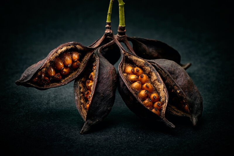 Dried Seed Pods — Black
