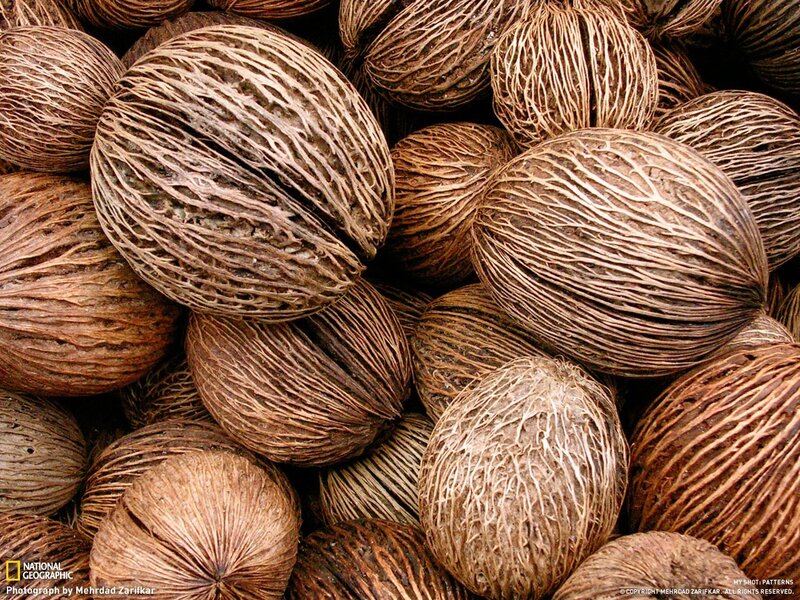 Dried Seed Pods — Brown