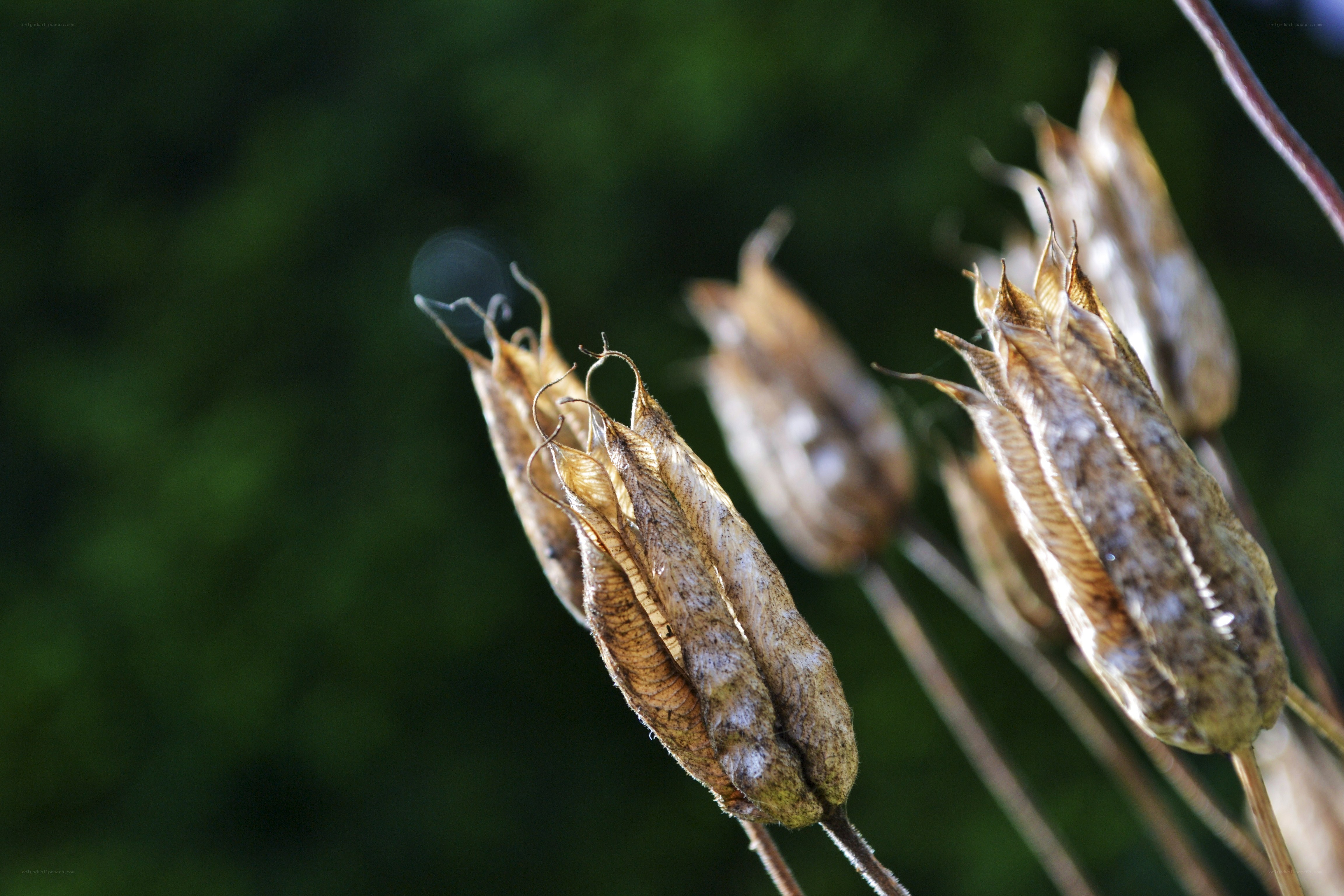 Dried seed pods in sunlight