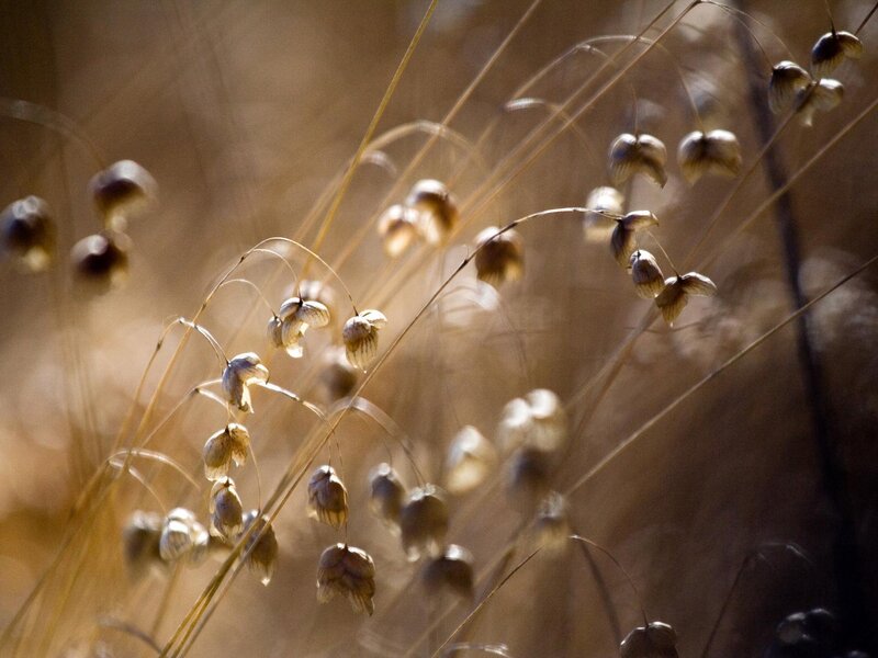dried seed pods in sunlight