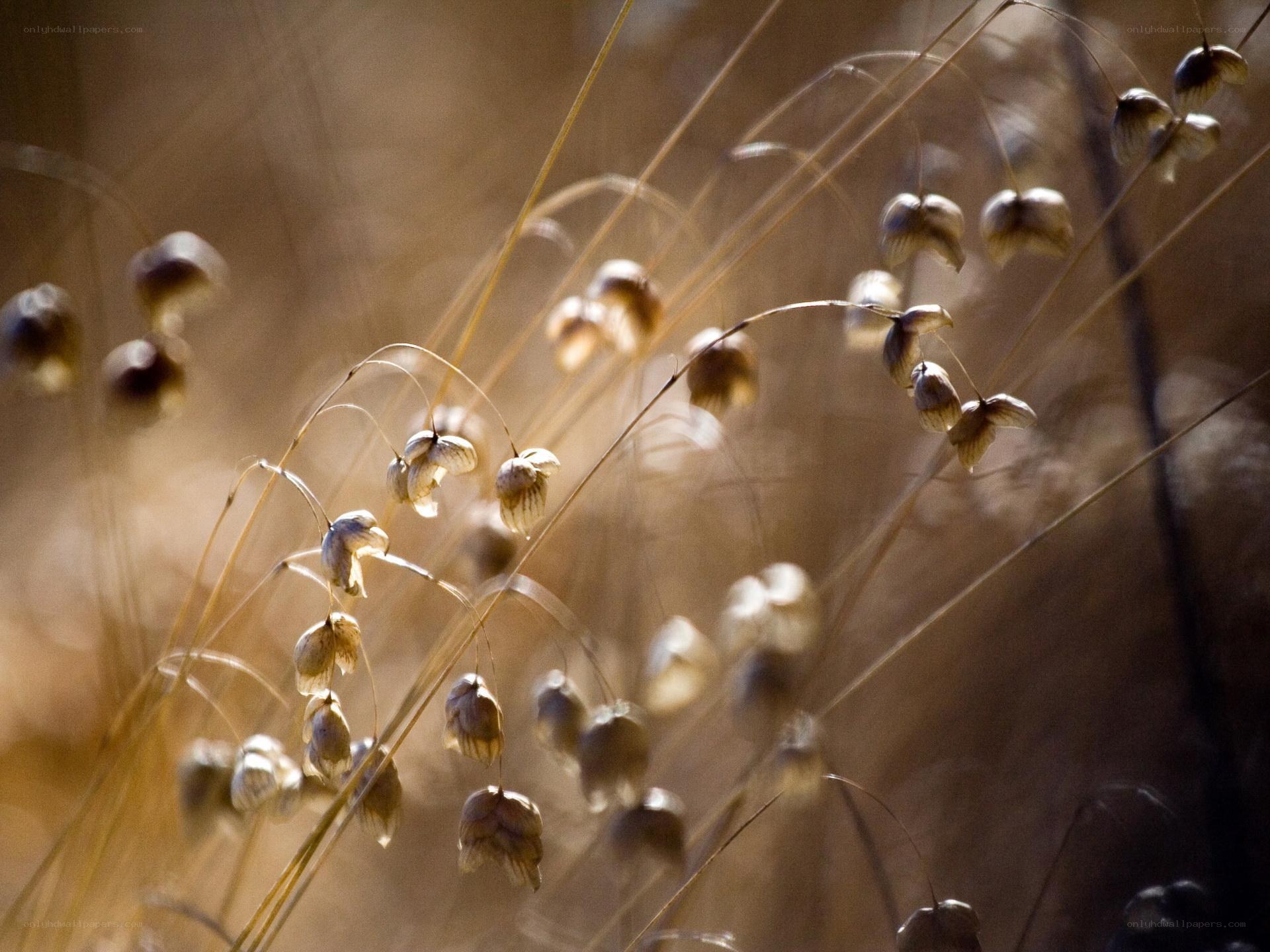 dried seed pods in sunlight