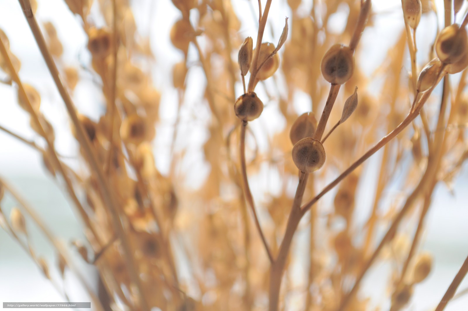 dried seed pods in sunlight