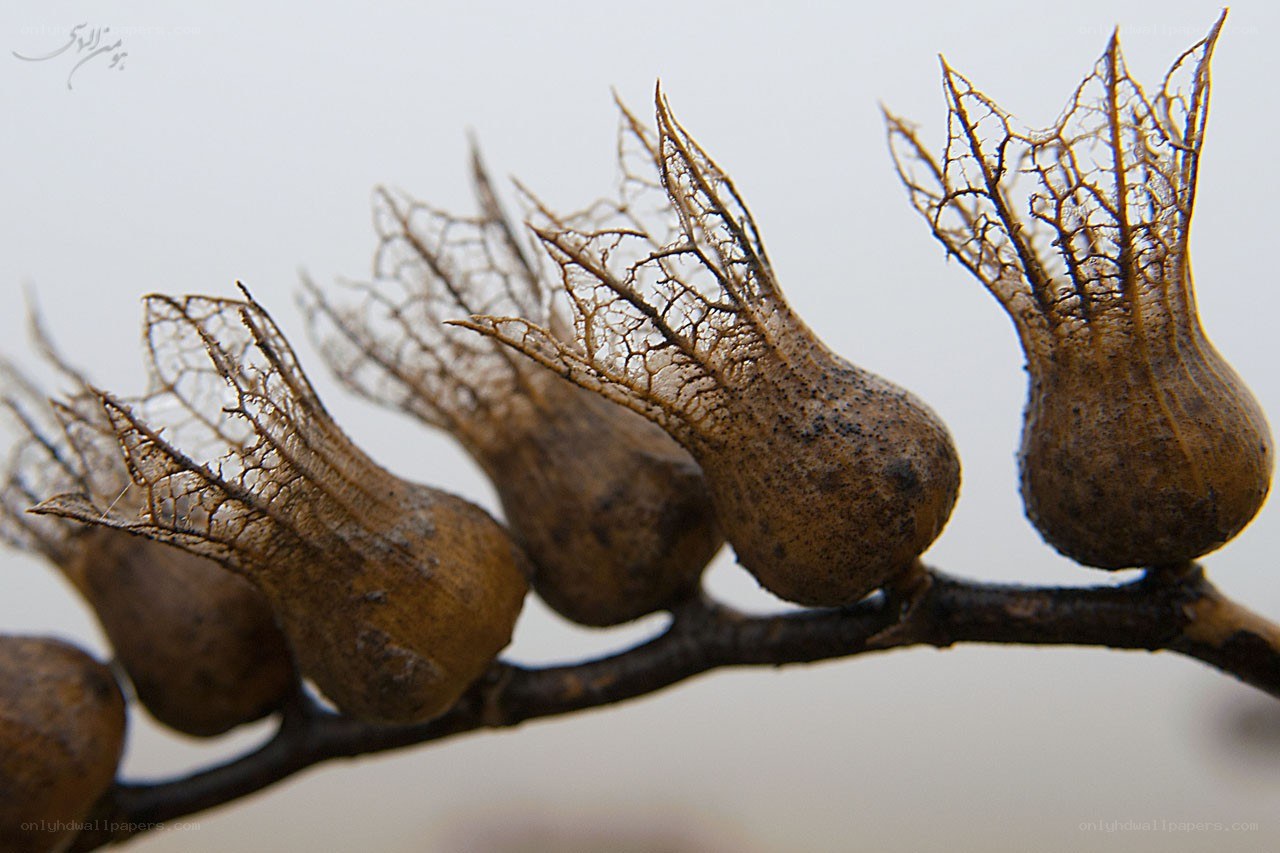 Dried seed pods on a branch