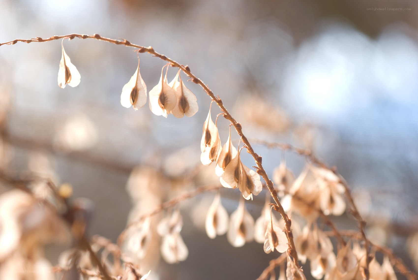dried seed pods on a branch