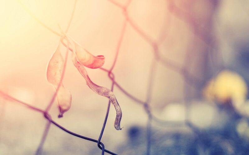 dried seed pods on a fence