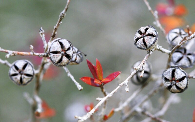 Dried Seed Pods on Branch — Gray