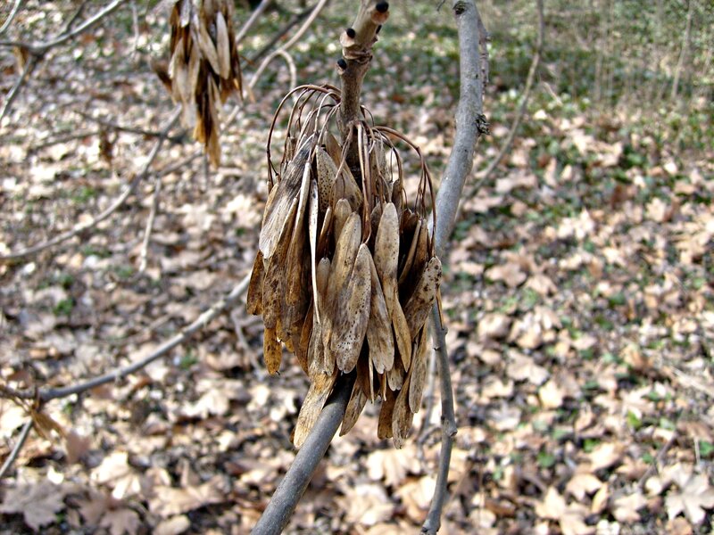 Dried Seed Pods on Branch