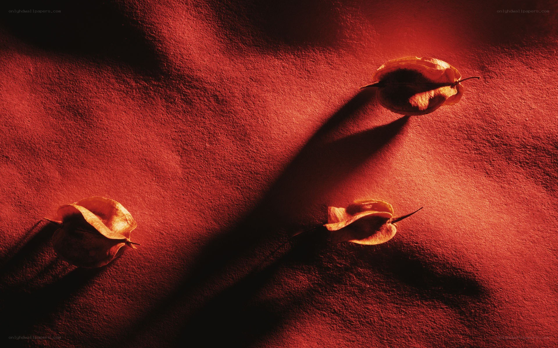 Dried seed pods on red surface