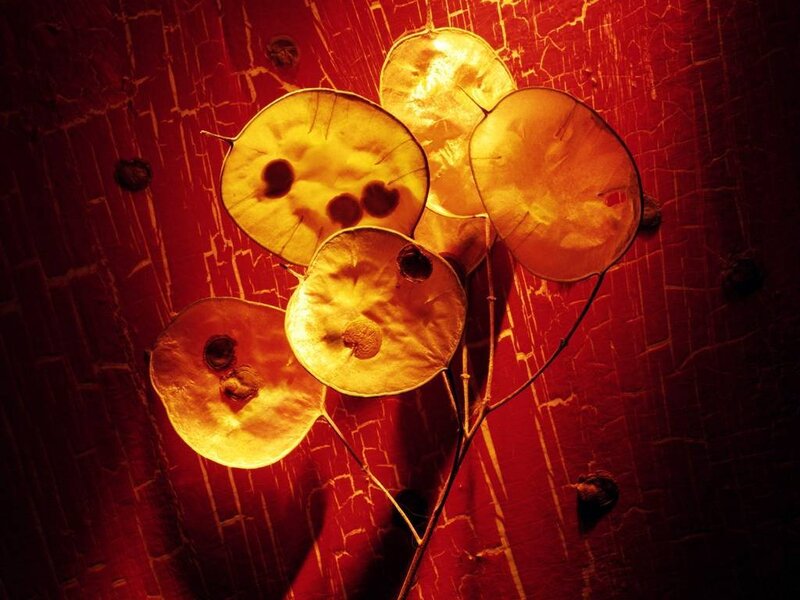dried seed pods on red surface