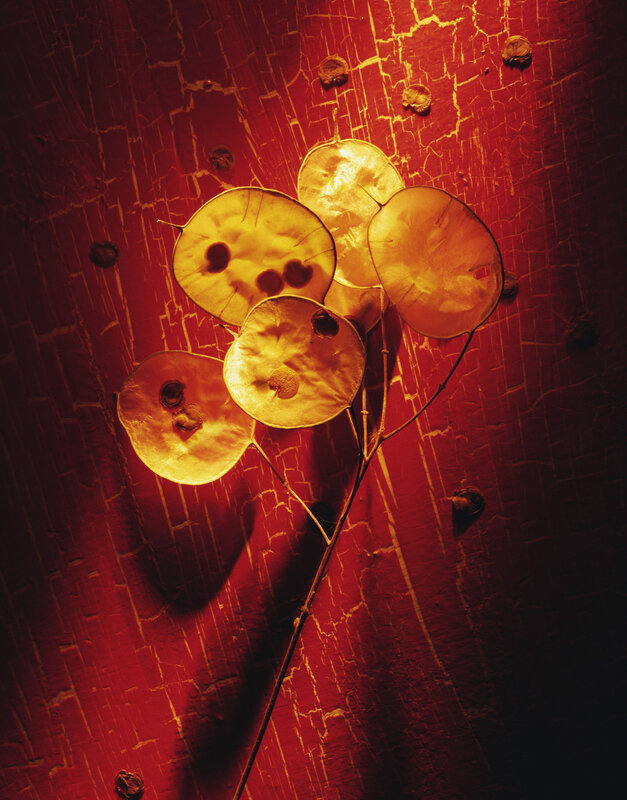 Dried seed pods on red surface