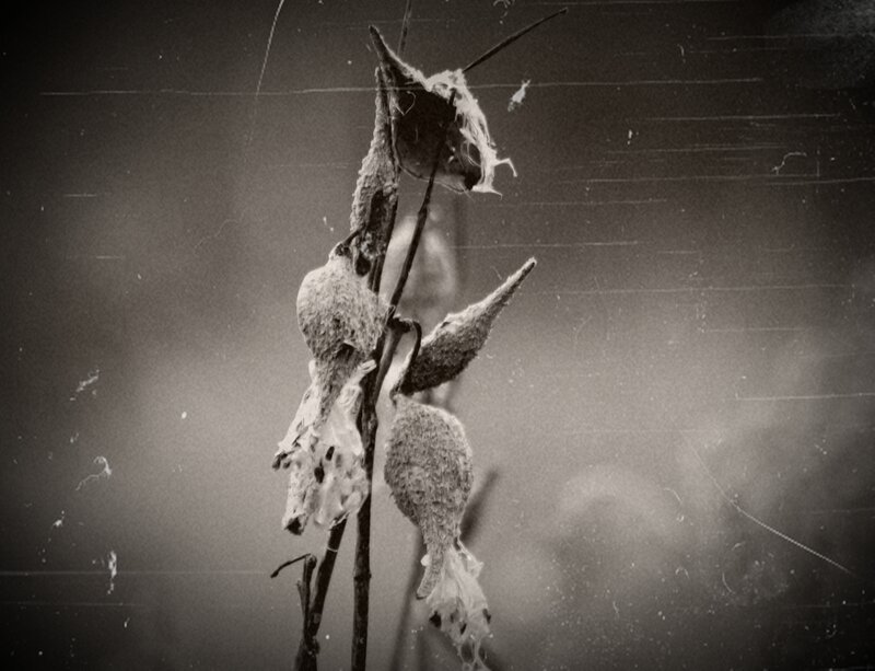 Dried Seed Pods on Stem