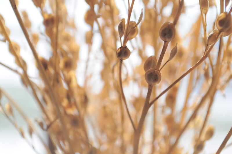 Dried Seed Pods on Stems — Brown