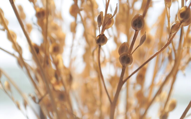 Dried Seed Pods on Stems