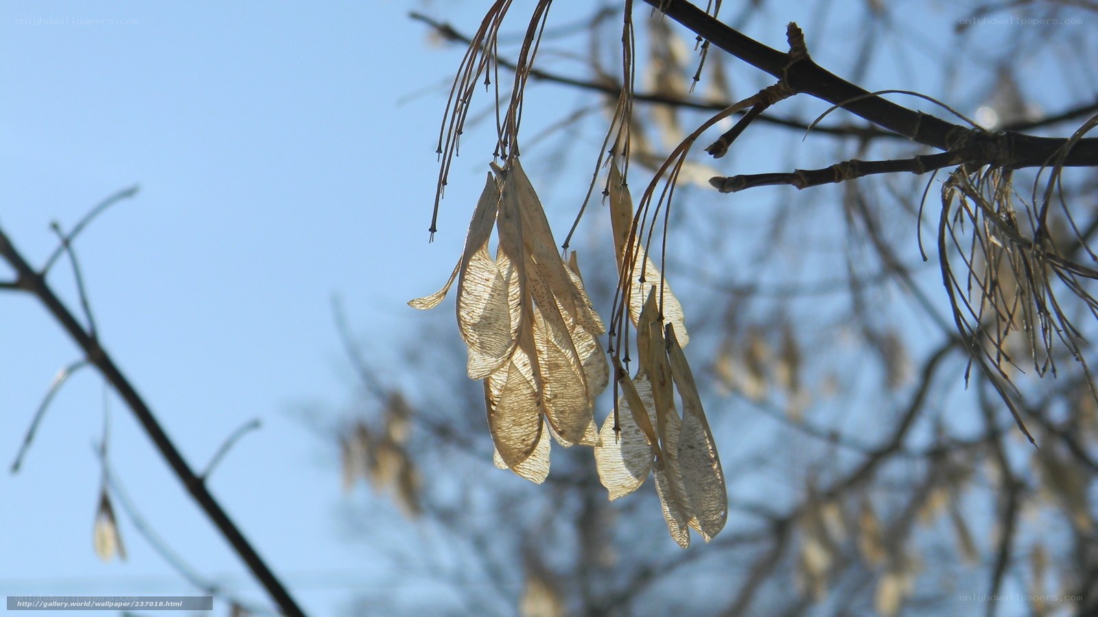Dried seed pods on tree branches